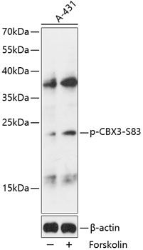 CBX3 (Phospho-S83) antibody