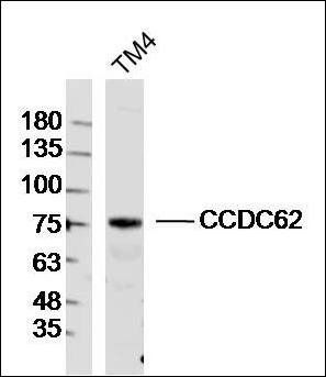 CCDC62 antibody
