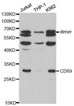 CD69 antibody