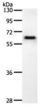 CDC6 Antibody