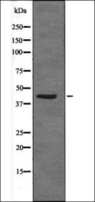 CDX2 (Phospho-Ser283) antibody