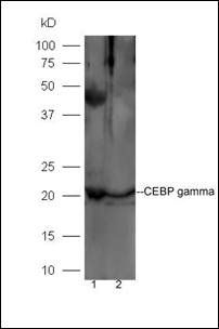 CEBP gamma antibody