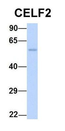 CELF2 antibody