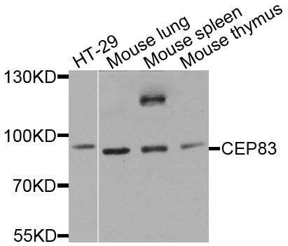 CEP83 antibody