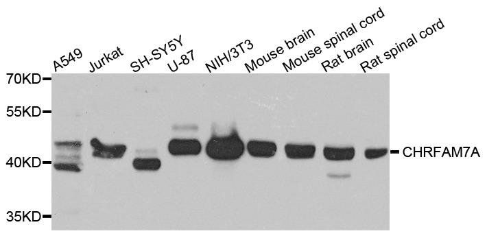 CHRFAM7A antibody