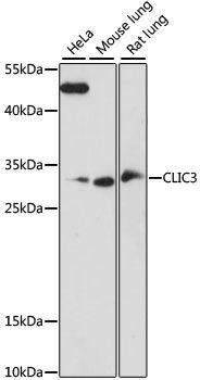 CLIC3 antibody