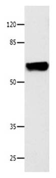 CNGA2 Antibody