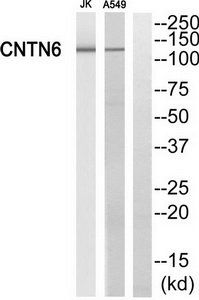 CNTN6 antibody