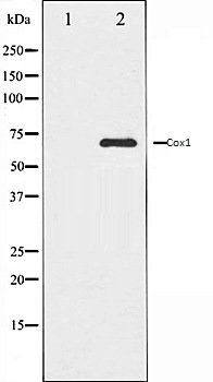 Cox1 antibody