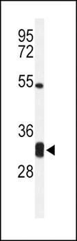 CPSF4 antibody