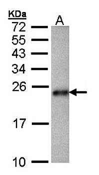 CRHSP-24 antibody