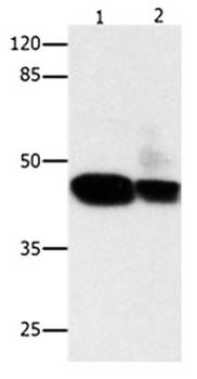 CSNK2A1 Antibody