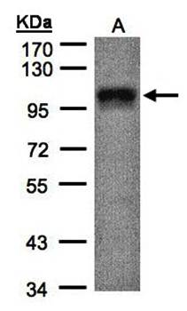 DAP5 antibody