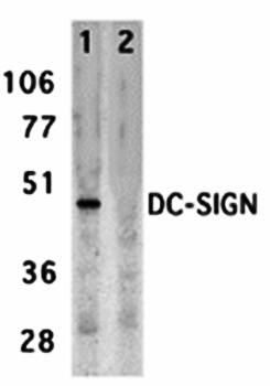 DC-SIGN Antibody