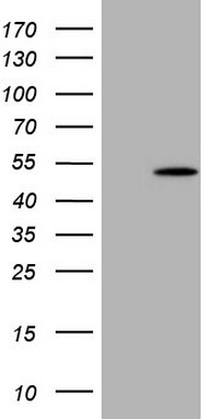 DCAMKL1 (DCLK1) antibody