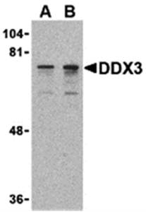 DDX3 Antibody