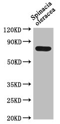 DEG15 antibody