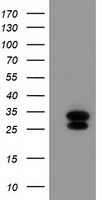 Destrin (DSTN) antibody
