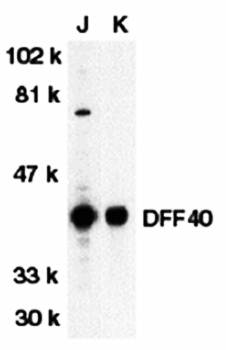 DFF40 Antibody