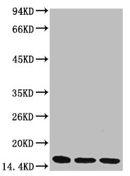 Di-methyl-Histone H3(K36) antibody