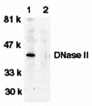 DNase II Antibody