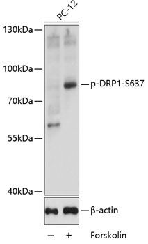 DNM1L (Phospho-S637) antibody