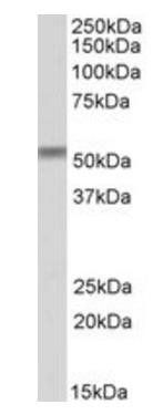 CREB3L2 antibody