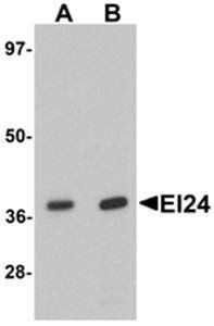 EI24 Antibody