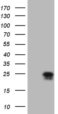 ErbB 4 (ERBB4) antibody