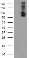 ERK2 (MAPK1) antibody