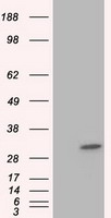 ERK2 (MAPK1) antibody