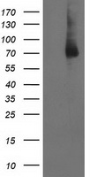 ERK5 (MAPK7) antibody