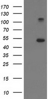 ERK5 (MAPK7) antibody