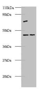 Eukaryotic initiation factor 4A-II antibody