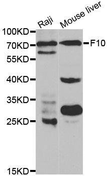 F10 antibody