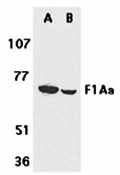 F1A alpha Antibody