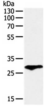F3 Antibody
