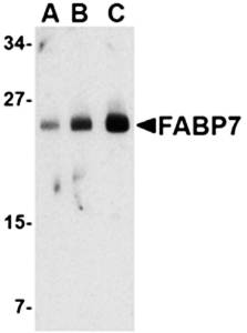 FABP7 Antibody