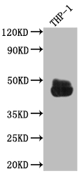 FCGR2A antibody