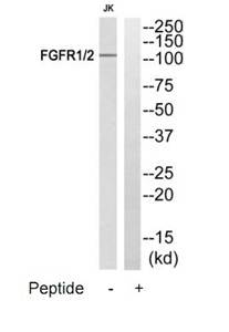 FGFR1/2 antibody