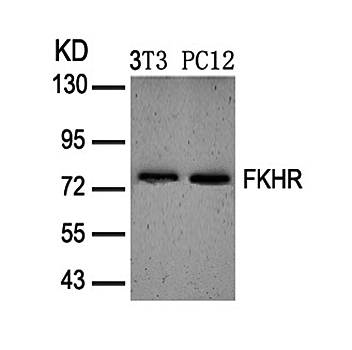 FKHR (Ab-319) Antibody