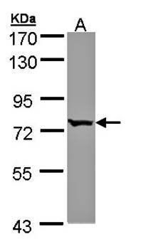 FLJ23560 antibody