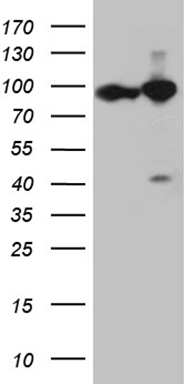 G protein alpha S (GNAS) antibody