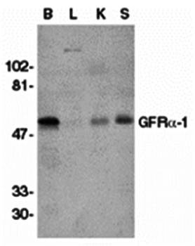 GFR alpha 1 Antibody