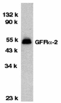 GFR alpha 2 Antibody
