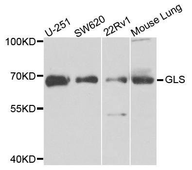 GLS antibody