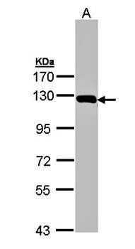glycine dehydrogenase (decarboxylating) precursor antibody