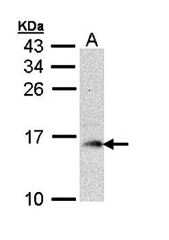 GMF-beta antibody