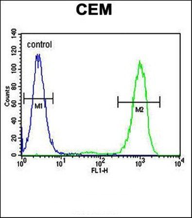 GPM6B antibody