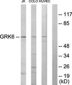 GRK6 antibody